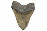 Huge, Fossil Megalodon Tooth - North Carolina #381344-2